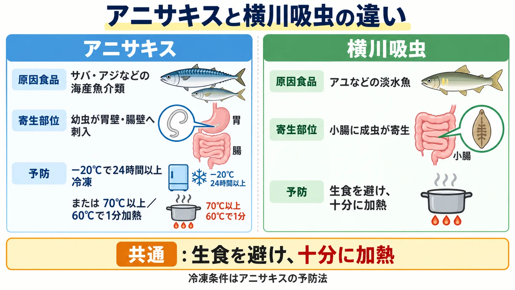 アニサキスと横川吸虫の原因食品・寄生部位・予防法の違いを比較した図。アニサキスはサバ・アジなどの海産魚介類で胃壁・腸壁へ幼虫が刺入し、横川吸虫はアユなどの淡水魚で小腸に成虫が寄生する