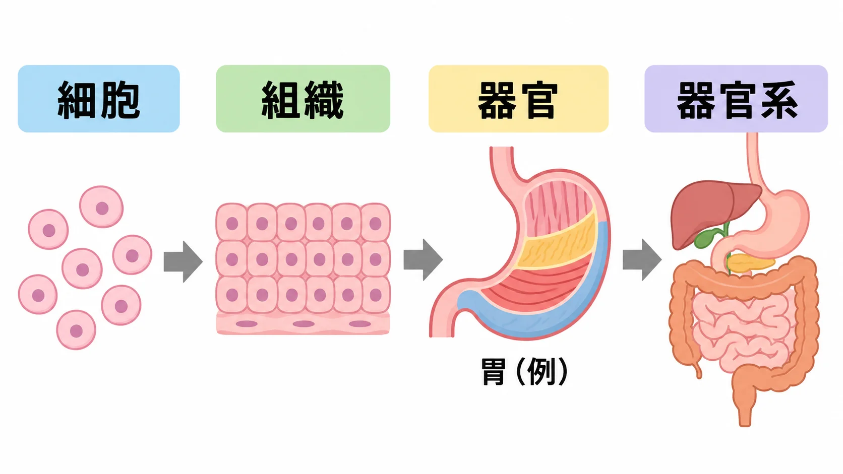 細胞が集まって組織になり、複数の組織が組み合わさって器官（例：胃）ができ、器官が集まって器官系になる流れを示す図