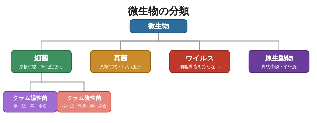 微生物の分類図。細菌(グラム陽性菌・陰性菌)、真菌、ウイルス、原生動物の階層分類