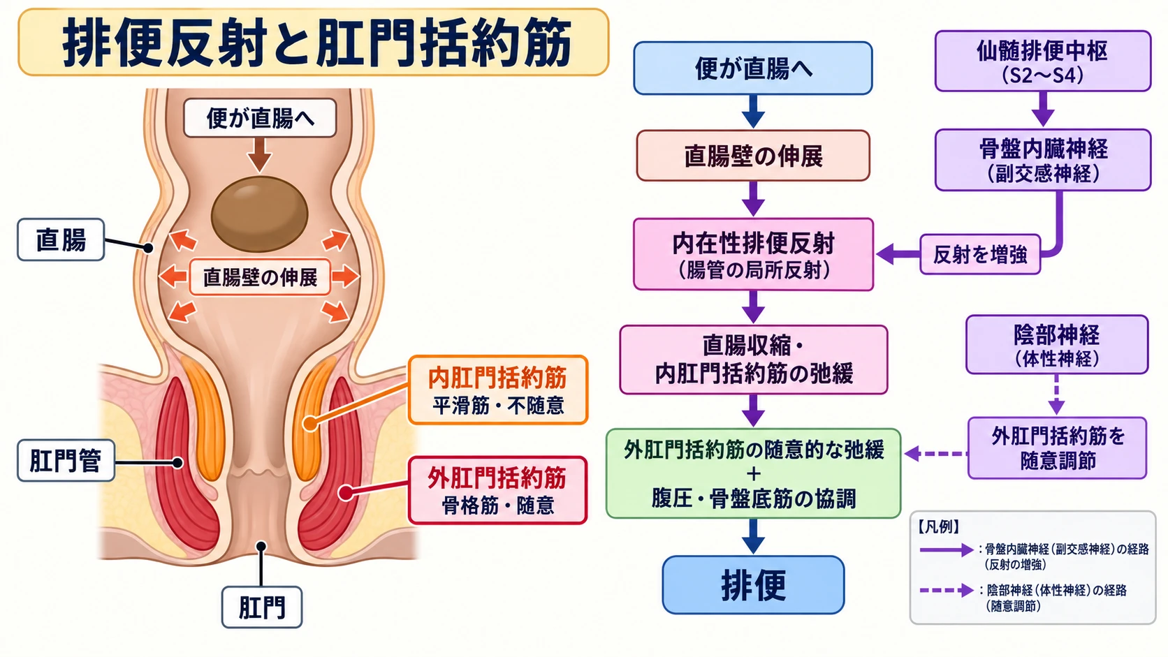 直腸伸展による内在性排便反射と骨盤内臓神経による反射増強、内肛門括約筋の弛緩、陰部神経を介した外肛門括約筋の随意調節を示す図
