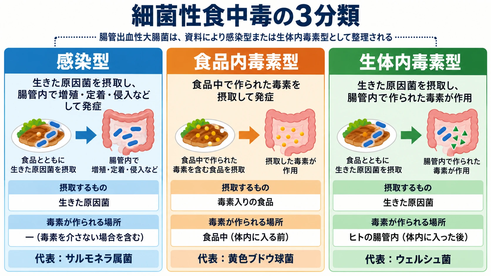 感染型・食品内毒素型・生体内毒素型の違いと、腸管出血性大腸菌の分類が資料により異なることを示す図