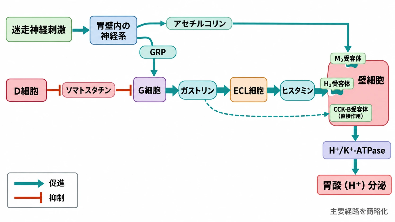 ガストリンの直接・間接経路、アセチルコリン、GRPによる胃酸分泌の促進経路と、ソマトスタチンによる抑制経路を示すフローチャート