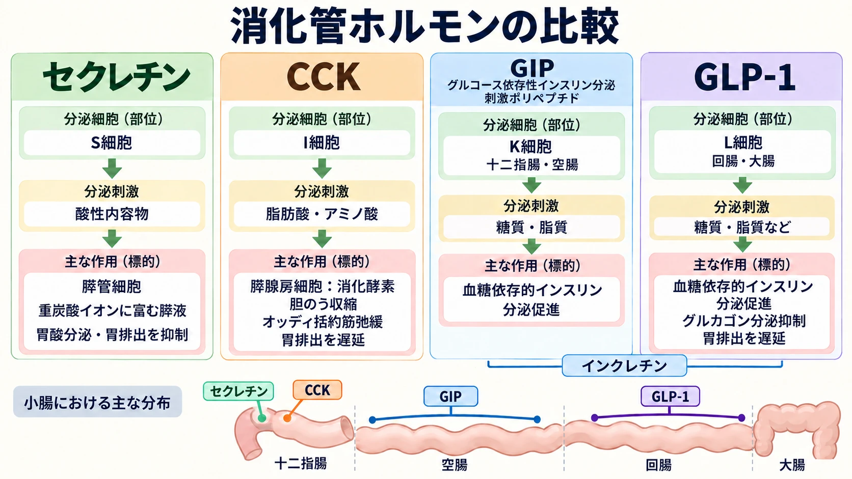 セクレチン・CCK・GIP・GLP-1の分泌細胞・分泌刺激・標的器官・主な作用を比較する図