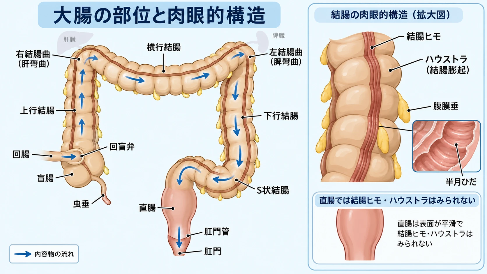 大腸の各部位（盲腸・上行結腸・横行結腸・下行結腸・S状結腸・直腸・肛門管）と、結腸ヒモ・ハウストラなど大腸に特徴的な構造の位置関係を示す図