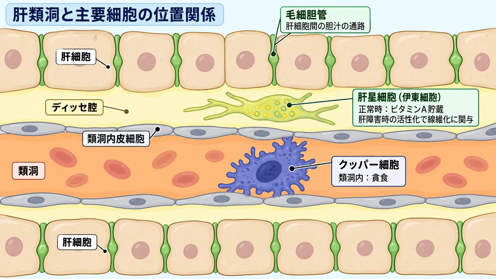 類洞を取り囲む肝細胞・類洞内皮細胞・クッパー細胞・肝星細胞(伊東細胞)とディッセ腔の位置関係を示す図