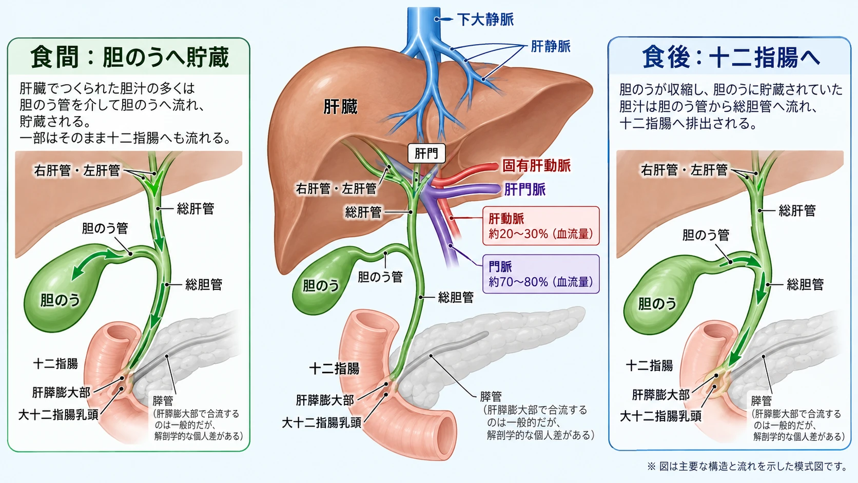 肝臓へ出入りする固有肝動脈・肝門脈・肝静脈と、肝臓で作られた胆汁が食間は胆のうへ、食後は胆のうから十二指腸へと状況に応じて流れる経路を示す図
