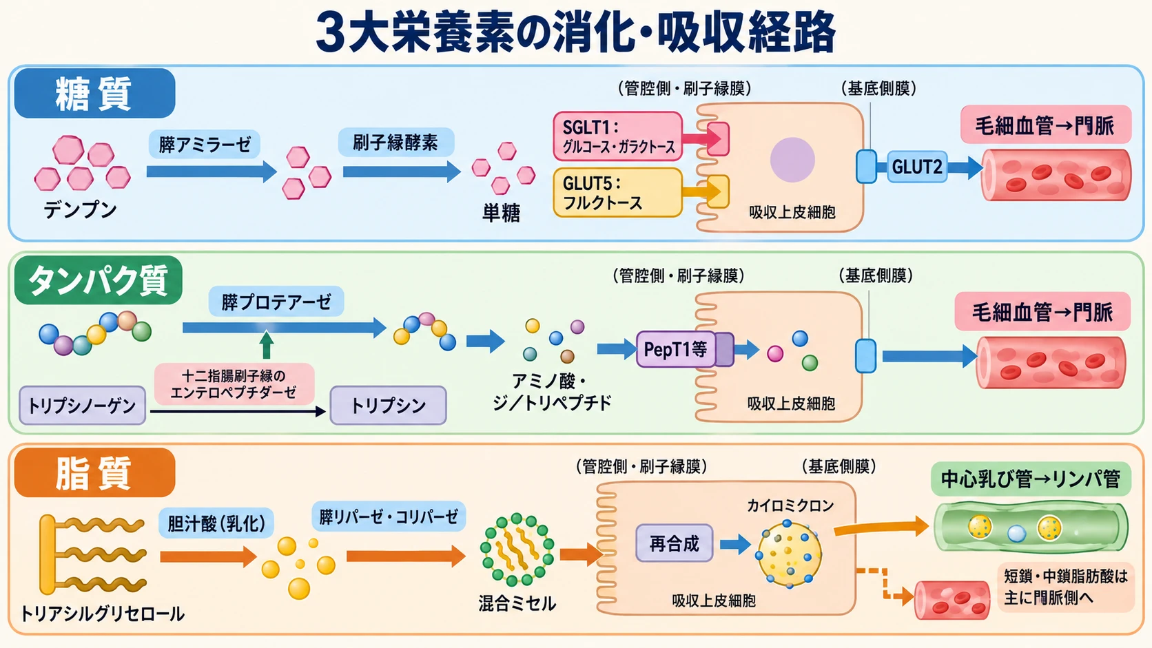 糖質・タンパク質・脂質それぞれの消化酵素・輸送体による吸収経路と、門脈またはリンパ管へ入る経路の違いを示す図