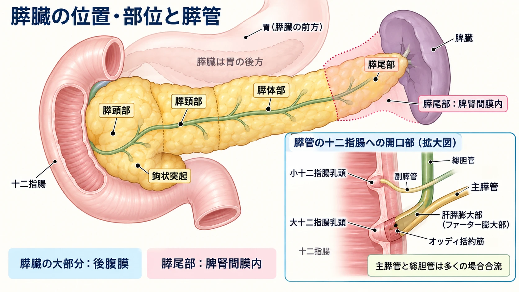 膵臓の部位と十二指腸・胃・脾臓との位置関係、主膵管・副膵管が十二指腸へつながる経路を示す図