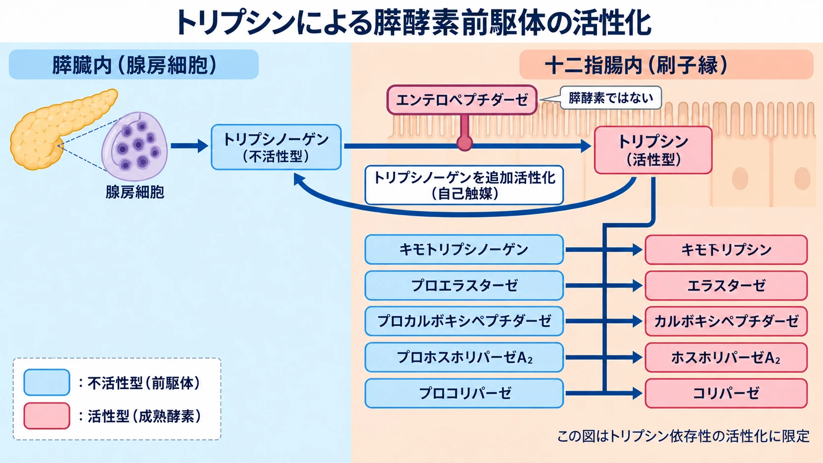 トリプシノーゲンがエンテロペプチダーゼでトリプシンへ活性化され、トリプシンが複数の膵酵素前駆体を活性化する流れを示す図