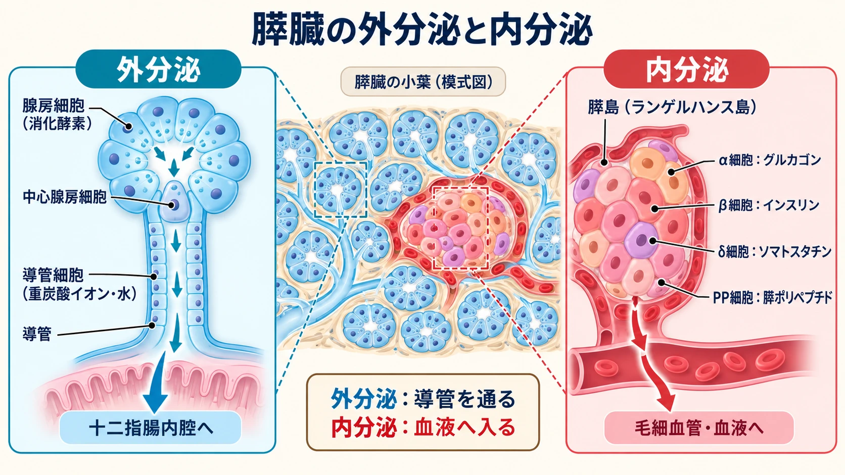外分泌部から消化酵素・重炭酸イオンが十二指腸へ、内分泌部の膵島細胞からホルモンが血液へ分泌される違いを示す図