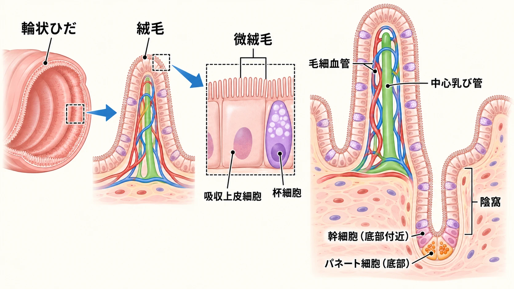 輪状ひだ・絨毛・微絨毛の階層構造と、絨毛内部の毛細血管・中心乳び管、陰窩のパネート細胞・幹細胞の配置を示す図