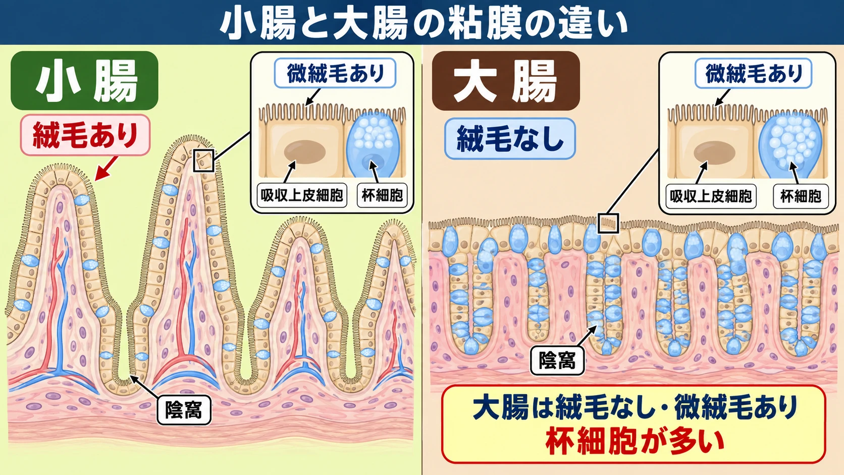 絨毛を持つ小腸粘膜と、絨毛はないが微絨毛と発達した陰窩を持つ大腸粘膜を比較し、吸収上皮細胞・杯細胞の位置関係を示す図