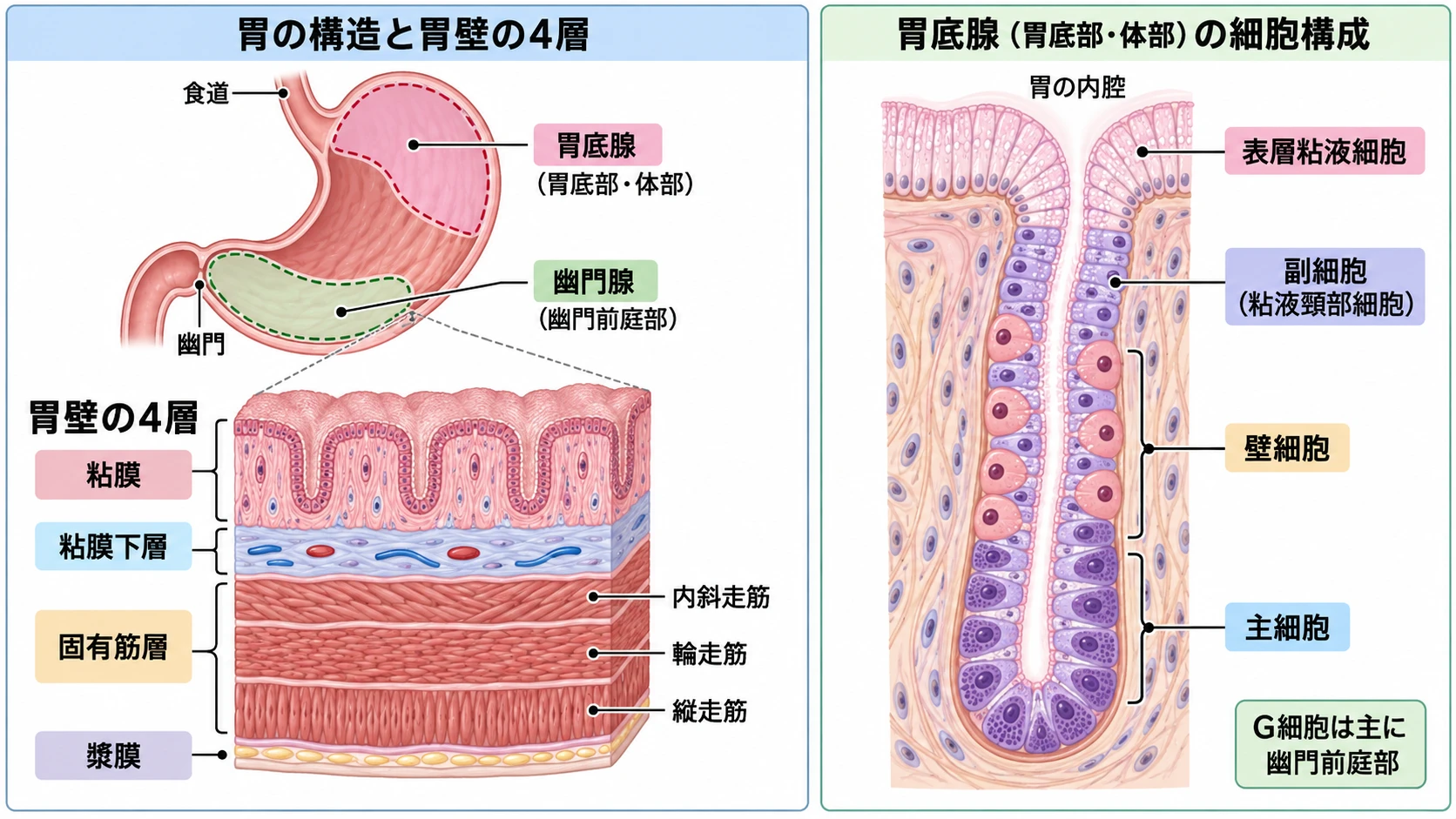 胃壁の4層構造(固有筋層のみ3層)と、胃底腺を構成する表層粘液細胞・副細胞・壁細胞・主細胞の配置を示す図