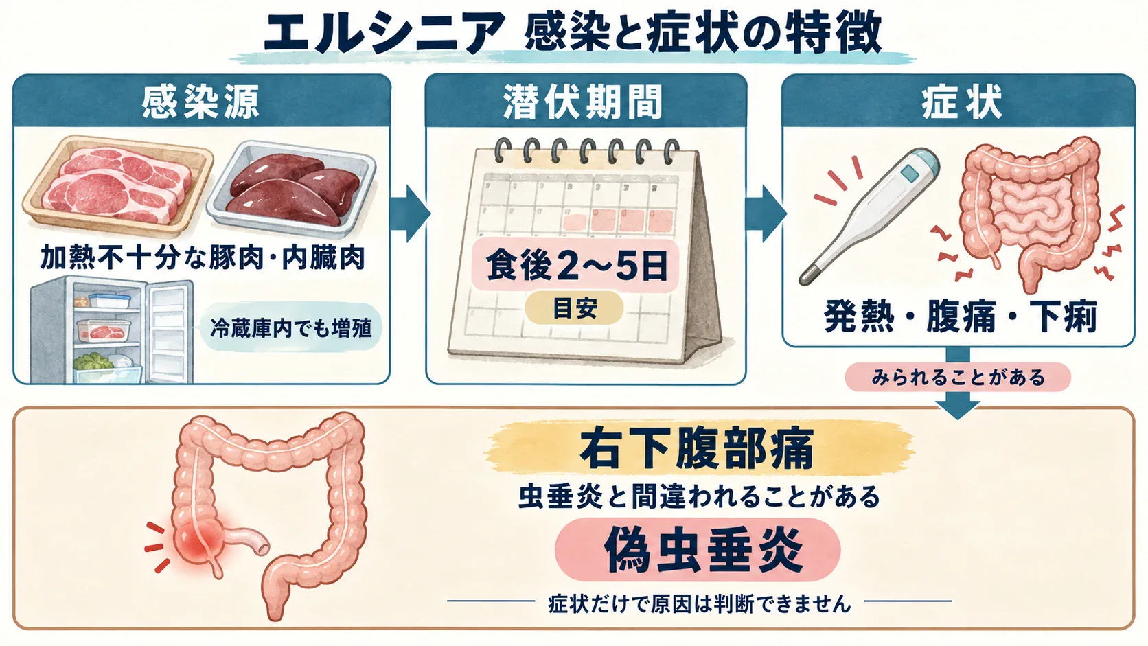 エルシニアの感染源、潜伏期間の目安、発熱・腹痛・下痢と、虫垂炎に似た右下腹部痛の説明図