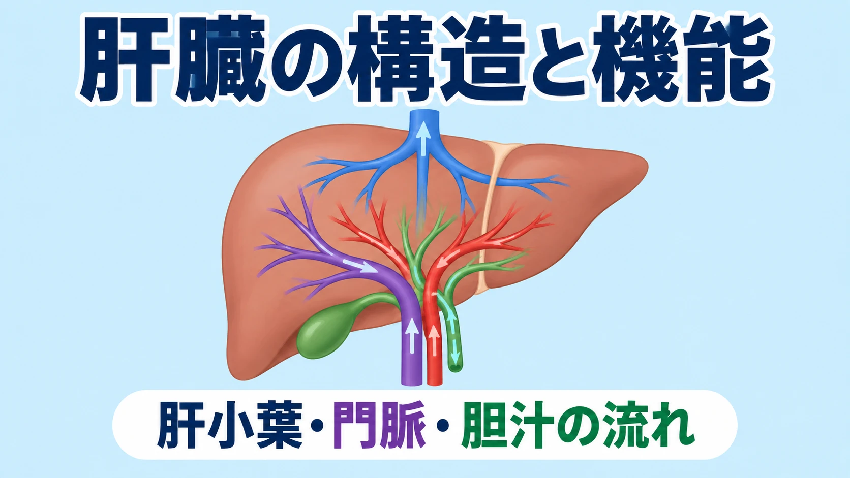 肝臓の構造と機能（肝小葉・門脈・肝静脈・胆汁の流れ）を扱う記事のアイキャッチ