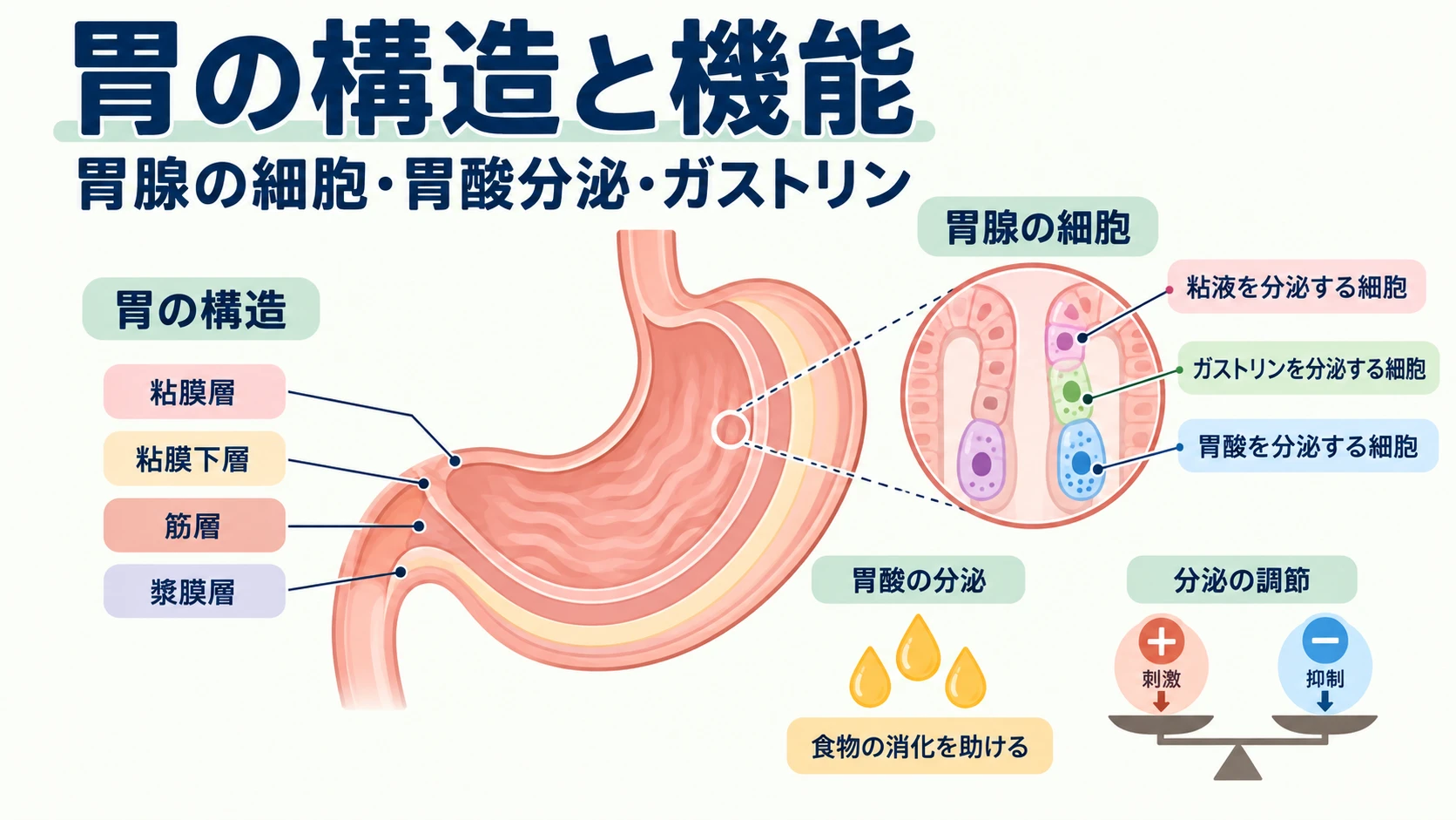 胃の構造と機能（胃壁の層・胃腺の細胞・胃酸分泌の調節）を扱う記事のアイキャッチ